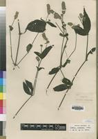 Type of Justicia nyassana Lindau [family ACANTHACEAE]