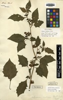 Isotype of Solanum rubrum Mill. [family SOLANACEAE]