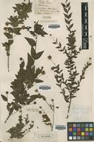 Type of Adina rubella Hance [family RUBIACEAE]