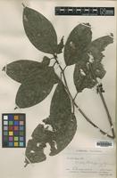 Type of Urophyllum sumatranum Ridl. [family RUBIACEAE]