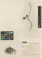 Type of Pavetta aspera Craib var. breviflos [family RUBIACEAE]