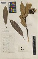 Type of Manglietia tenuipes Dandy [family MAGNOLIACEAE]