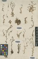 Type of Saxifraga tridactylites L. [family SAXIFRAGACEAE]