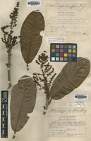 Syntype of Melanochyla densiflora King [family ANACARDIACEAE]