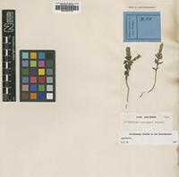 Type of Gentiana zollingeri Fawc. [family GENTIANACEAE]