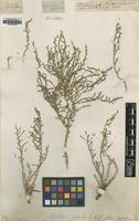 Type of Salicornia foliata Pall. [family CHENOPODIACEAE]