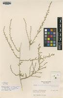 Type of Salsola mandavillei Botsch. [family CHENOPODIACEAE]