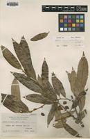 Type of Knema alvarezii Merr. [family MYRISTICACEAE]