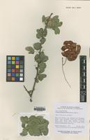 Type of Pithecellobium dulce (Roxb.) Benth. [family LEGUMINOSAE]