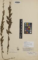 Isotype of Epilobium parviflorum Benth. ex C.B.Clarke var. vestitum [family ONAGRACEAE]