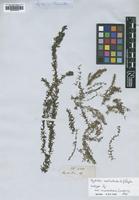 Isotype of Hydrilla verticillata Caspary var. inconsistens [family HYDROCHARITACEAE]