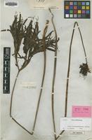 Syntype of Tacca maculata Seem. [family DIOSCOREACEAE]
