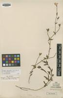 Holotype of Petunia propinqua Miers [family SOLANACEAE]