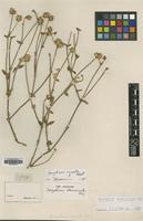 Type of Gomphrena duriuscula Moq. [family AMARANTHACEAE]