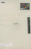 Type of Lithophila muscoides Sw. [family AMARANTHACEAE]