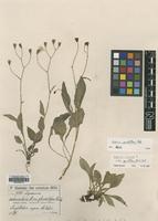 Type of Lapsana communis (M.Bieb.) P.D.Sell ssp. grandiflora [family ASTERACEAE]