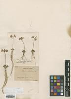 Type of Primula sertulum Franch. [family PRIMULACEAE]
