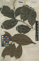 Type? of Psychotria mapouria Roem. & Schult. [family RUBIACEAE]
