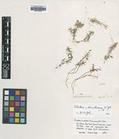 Isotype of Elodea columbiana H.St.John [family HYDROCHARITACEAE]