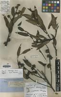 Syntype of Eucalyptus dumosa Benth. var. conglobata [family MYRTACEAE]