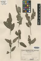 Isotype of Eucalyptus jensenii Maiden [family MYRTACEAE]