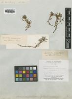 Type of Hemichroa pentandra R.Br. [family AMARANTHACEAE]