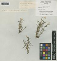 Type of Gomphrena humilis R.Br. [family AMARANTHACEAE]