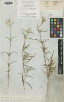 Type of Gomphrena canescens R.Br. [family AMARANTHACEAE]
