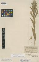 Type of Oenothera hookeri D.M.Gates var. parviflora [family ONAGRACEAE]