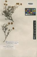 Isotype of Eriogonum tenue Small [family POLYGONACEAE]