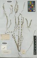 Type of Galium virgatum Nutt. [family RUBIACEAE]