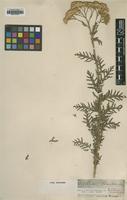 Type of Achillea schkuhrii Spreng. ex Nyman [family ASTERACEAE]