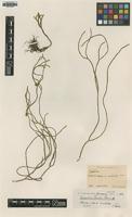 Type? of Lycopodium fauriei Rosenst. [family LYCOPODIACEAE]
