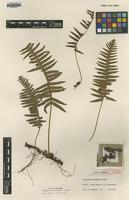 Isotype of Polypodium amamianum Tagawa [family POLYPODIACEAE]
