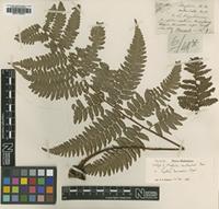 Isotype of Alsophila denticulata Baker [family CYATHEACEAE]