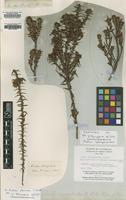 Syntype of Richea sprengelioides F.Muell. [family EPACRIDACEAE]
