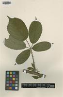 Holotype of Rubus anglobelgicus D.E.Allen & Vannerom [family ROSACEAE]
