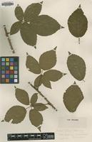 Type of Rubus sieberi H.L.Hofm. [family ROSACEAE]
