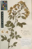 Type? of Rosa sempervirens R.Keller var. typica [family ROSACEAE]