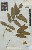 Isotype of Talisia pilosula Sagot [family SAPINDACEAE]