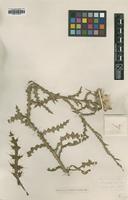 Type of Carduus nigrescens Vill. [family ASTERACEAE]
