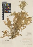 Type of Centaurea todari Lacaita [family ASTERACEAE]