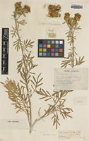 Type of Centaurea ucriae Lacaita [family ASTERACEAE]