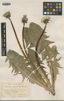 Type of Taraxacum aurosulum Lindb. [family ASTERACEAE]