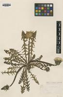 Type of Taraxacum maculatum Jord. [family ASTERACEAE]