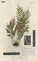 Isotype of Plagiogyria koidzumii Tagawa [family PLAGIOGYRIACEAE]