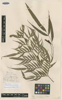 Isotype of Pteris formosana Baker [family PTERIDACEAE]