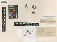 Type of Trichomanes stenosiphon H.Christ [family HYMENOPHYLLACEAE]