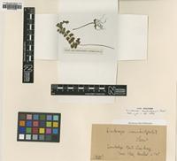 Type of Lindsaea cambodgensis H.Christ [family LINDSAEACEAE]