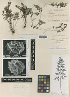 Isotype of Asplenium anogrammoides Christ [family ASPLENIACEAE]